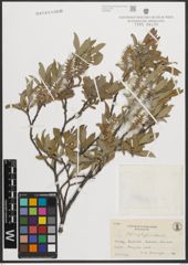 Foto von Salix phylicifolia L.
